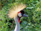 Grey-Crowned Crane (WWT Slimbridge August 2010) - pic by Nigel Key